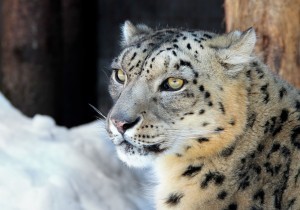 snieginis-leopardas.LZS_-300x210