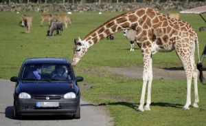 A giraffe inspects the car of visitors at the Serengeti Park in Hodenhagen, northwestern Germany, on April 23, 2008. Around 1,500 animals live in the park with an area of 110 hectares.     AFP PHOTO    DDP/NIGEL TREBLIN    GERMANY OUT