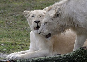 The white lions "Snoary" (R) and "Kotenay" touch their heads in their new "drive through" enclosure at the Serengeti animal park in Hodenhagen, northern Germany on March 30, 2010. Three white lions arrived at the zoo mid January 2010 from South Africa. AFP PHOTO  DDP/ STEFAN SIMONSEN        GERMANY OUT