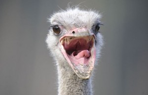 An ostrich opens its beak at the Serengeti Park in Hodenhagen, northwestern Germany, on April 8, 2009. Around 1,500 animals live in the park with an area of approximately 110 hectares.      AFP PHOTO    DDP/NIGEL TREBLIN    GERMANY OUT