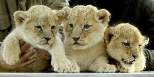 Five-weeks old baby lions (L-R) Nala, Simba and Asali pose for a group photo after a clinical routine examination at the Serengeti-Park animal park in Hodenhagen, central Germany, on October 19, 2011. The examination included a check of their teeth, claws, eyes and ears as well as a behaviour test and the determination of their weight.    AFP PHOTO    HOLGER HOLLEMANN     GERMANY OUT