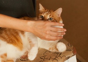 9200886703_099dac12cc_z